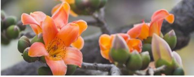 木棉的产地,亚热带地区较多