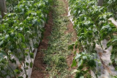 阳台种辣椒怎么掐尖,长到16cm的时候便可进行