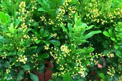 米兰怎么养，每次花谢后可以追肥一次