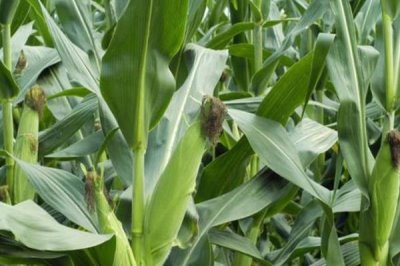 盛玉368玉米种子简介，高抗腐霉茎腐病