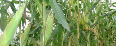 BX21505玉米种子介绍,中抗茎腐病