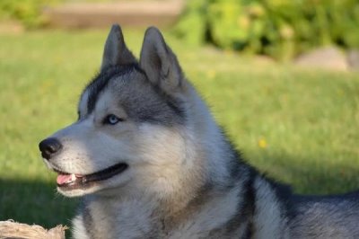 狗狗涨奶怎么处理,可以给狗狗喂猪肝