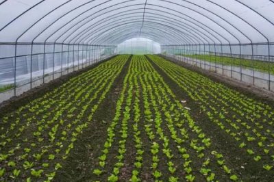 夏天高温时大棚如何有效降温,遮阳降温使用较多