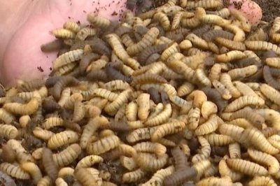 黑水虻的养殖技术,选在有大量禽畜粪便和生活垃圾的地方建立养殖场