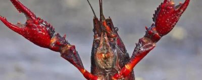 岳阳小龙虾出名原因，原因是口感鲜美且当地交通便利