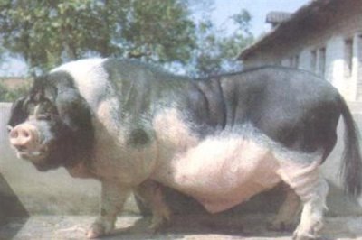 宁乡猪简介，原产地为湖南省宁乡县流沙河、草冲一带