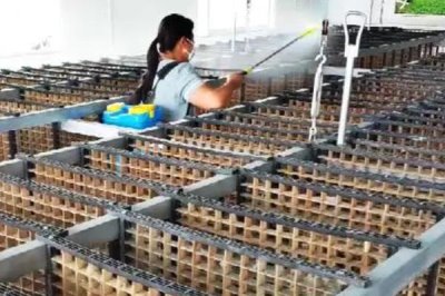 怎么养蚕,先将蚕具和蚕室进行彻底消毒