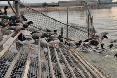 养殖绿头鸭的前景，现今市场需求大前景广阔
