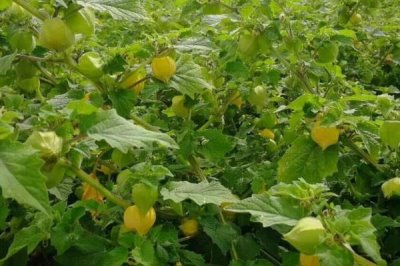 姑娘果的特点,是多年生草本植物