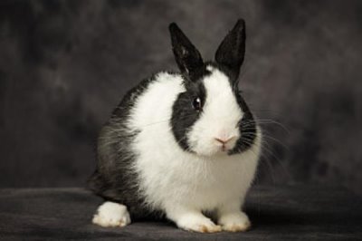 养兔需要具备哪些条件，首先根据数量决定场地大小