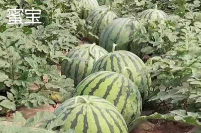 西瓜常见品种介绍,不同品种大小不一