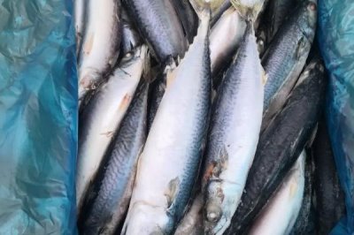 青条鱼的别称，又叫青花鱼