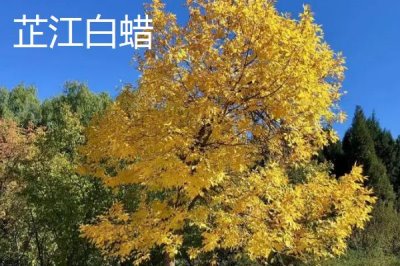 湖南省芷江侗族自治县的特产，雪峰山鱼腥草曾被侗民称为仙草