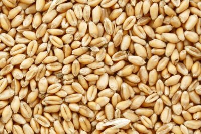 小麦种子的形状,可分为圆形、卵圆形、椭圆形三种