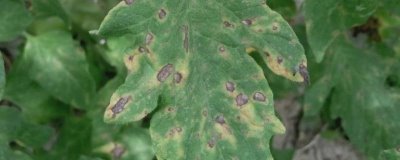 番茄灰叶斑病的症状,叶面会布满暗色的小斑点