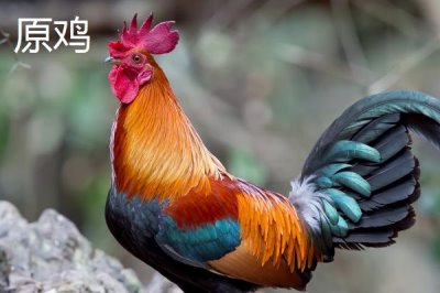 原鸡和野鸡的区别,科属、尾羽、体型、外观均有区别