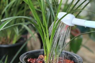 家庭兰花的养殖方法，只能使用复合化肥稀释后浇灌