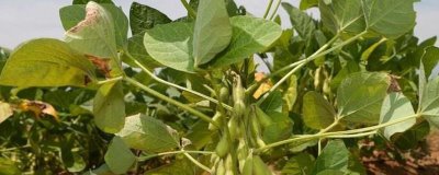 桂夏1702大豆种子特征特性,该品种生育期适中