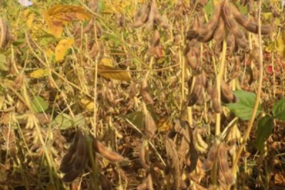 小粒黄豆的栽培技术,播种前要晾晒好种子