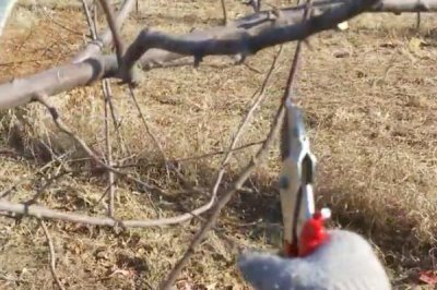 给苹果树修枝的作用,修枝可改善树体营养、提高果实品质