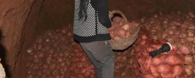 红薯如何做好窖储前处理，红薯窖内需要保证湿度、温度和含氧量