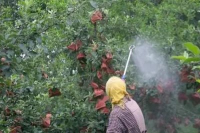 果树秋施基肥的时间，最佳时间是9月中下旬