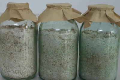 发酵床养鸡技术,鸡棚根据养殖需求来建设