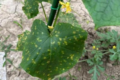 氰霜唑的防治对象，包括番茄晚疫病、黄瓜和西瓜疫病等病害