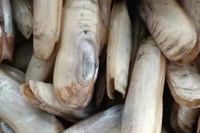 蛏子大批死亡的原因及预防方法,养殖环境差、密度大都会导致其死亡