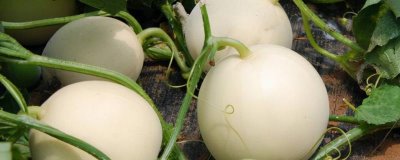 大棚甜瓜坐果后怎么管理,需做好昼夜温差控制、追肥留果等工作