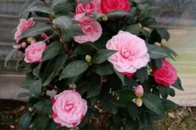 四季香妃茶花的开花次数，一年只开一次花