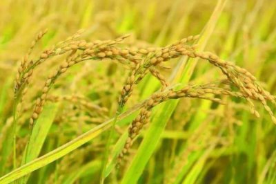 臻两优钰占水稻品种的特性，每亩插足基本苗6万以上
