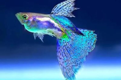 盐对于观赏鱼养殖的作用,可有效杀菌并预防一些疾病