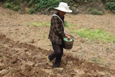 复合肥地下肥的效期有多长,可以使农作物稳定生长