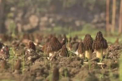 高效栽培羊肚菌的方法,早春保持适温可刺激子实体形成