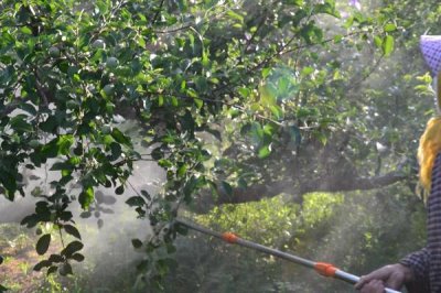 高氯甲维盐的用法用量,可有效防治蔬菜小菜蛾、甜菜夜蛾、烟青虫等