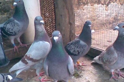 鸽子冬天能不能在室外养,其羽毛非常茂密冬天可以在室外养