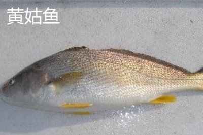 黄姑鱼的产地，主产地包括中国、日本和韩国等地