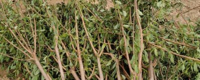 李子树苗有哪些好品种,蜂糖李、青脆李等品种均可选择