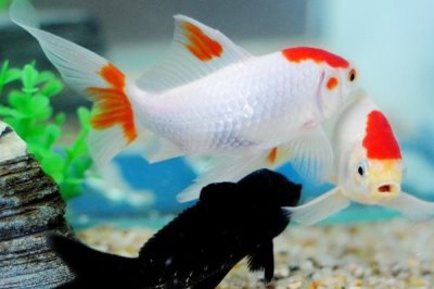 在家怎样养金鱼,合理喂食非常重要