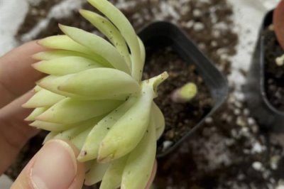 适合对多肉断头的季节,以春季和秋季为宜