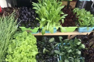 2025年农村创业致富项目,院落绿化成为热门行业