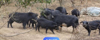 小香猪的养殖方法,每圈饲养8-10只比较合适