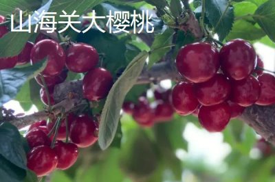 河北雄县的特产，纸花产品畅销全国各地