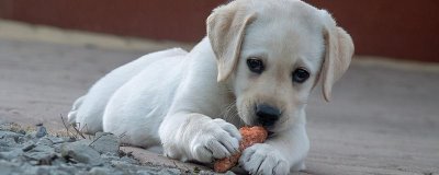 狗狗什么时候配种,第二次发情期开始配种