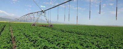 我国未来的农业发展趋势,有机农业前景可观