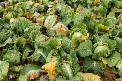 白菜为什么烧心，可能是未及时浇水或积水未及时清除等原因导致的