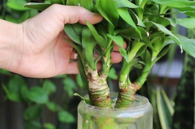 富贵竹的浇水方法，要保持土壤中的水分充足