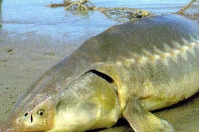 鳇鱼与鲟鱼的区别,达氏鳇为鲟鱼中的一种