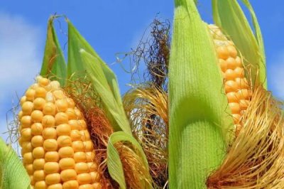 斯泰106玉米种子特点,出苗至成熟135天